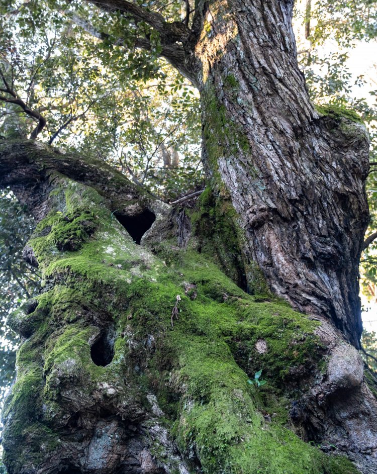 大沢新田の開拓の歩みを静かに見守ってきたであろう貫禄が漂う。