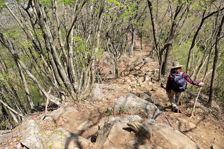 高川山は登りがさほど急でもないので油断するが、山頂からの尾根下りはけっこう急なところもある。ロープの箇所もあり。