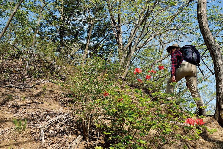 天神峠の先の緩い上り。
