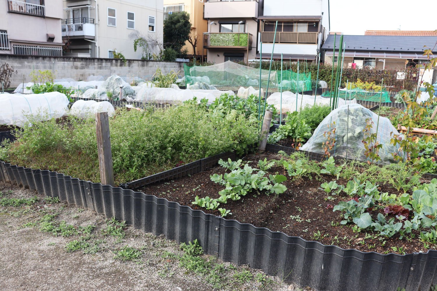 江戸東京野菜をはじめ様々な野菜を栽培している畑。