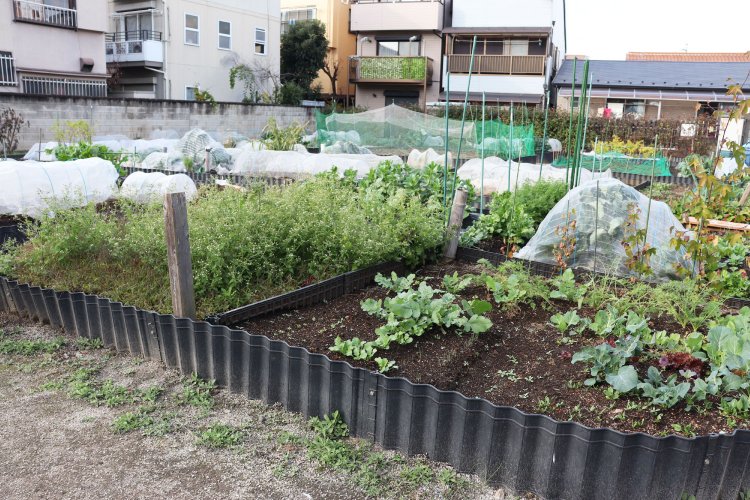 江戸東京野菜をはじめ様々な野菜を栽培している畑。