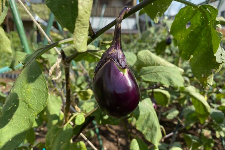 小ぶりな形が特徴的な寺島なす（写真提供：てらたま）。