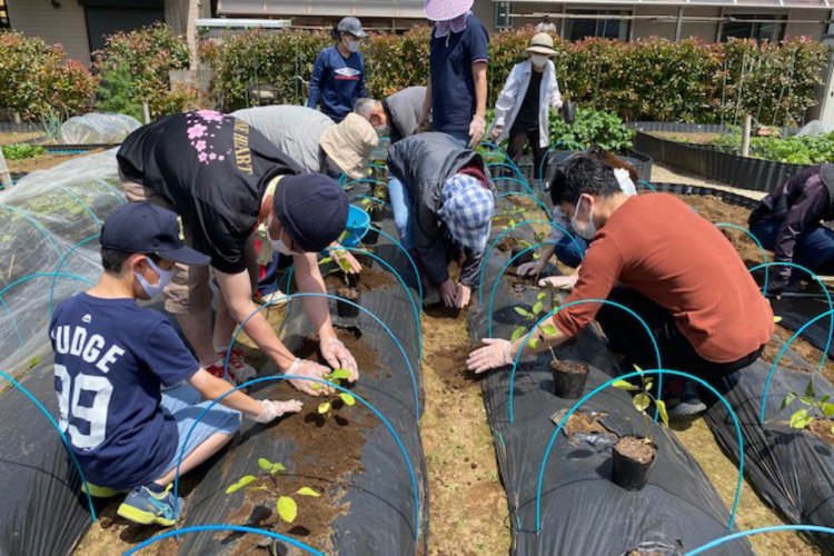 寺島なす苗植えイベントの様子（写真提供：てらたま）。