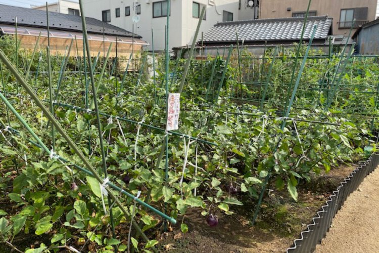 寺島なす畑の最盛期の様子（写真提供：てらたま）。