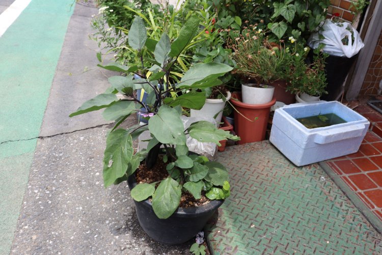 墨田区の軒先にて見かけたナスの鉢植え。