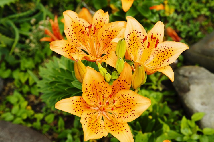 7月の港町をオレンジ色に染めるスカシユリ。