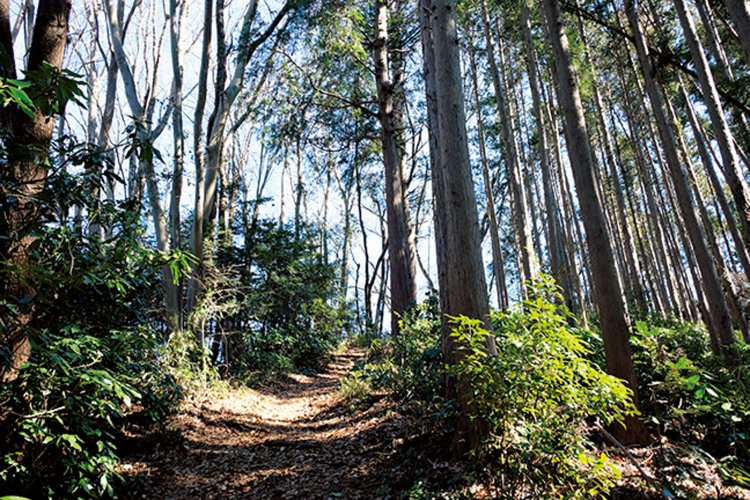 ちょっと気づかなかったが、この上がコース上最高峰の要害山のようだ。