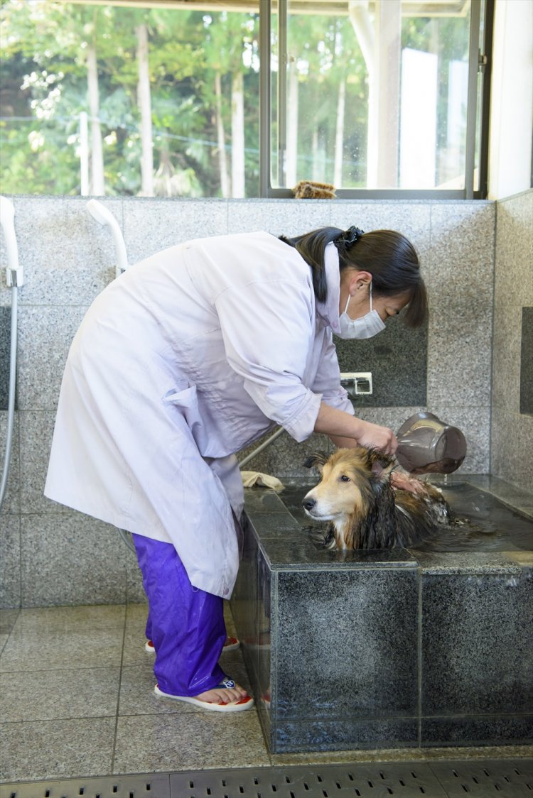 併設したドッグランにはワンちゃん専用の温泉も。この日来てた“だいや”君の皮膚病も治ったとか。