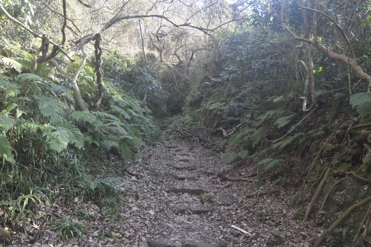 すぐに道はうっそうと茂る雑木林に分け入る。