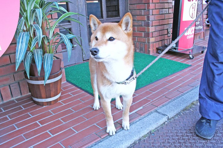 看板犬のキンタローくん。店内で迎えてくれることもある。
