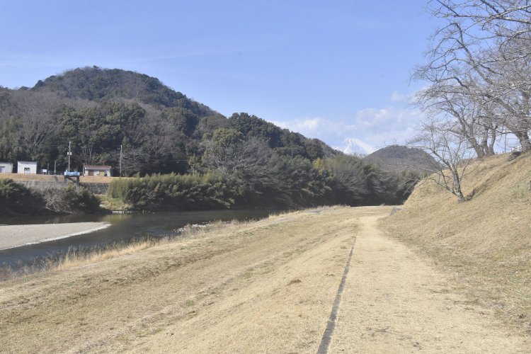 狩野川の畔には桜の木も多い。富士山に向かって水が流れている。