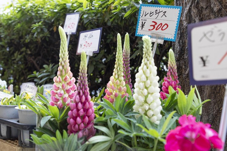 中野南口駅前商店街ちどり生花