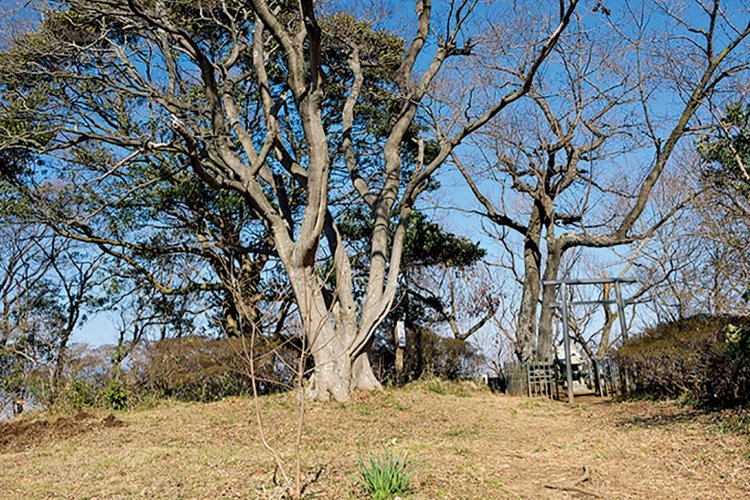 湘南平から高麗山の途中に浅間山がある。山頂には浅間神社。富士山に行かなくとも、ここで御参りすれば同じ御利益がある、と信じられた。