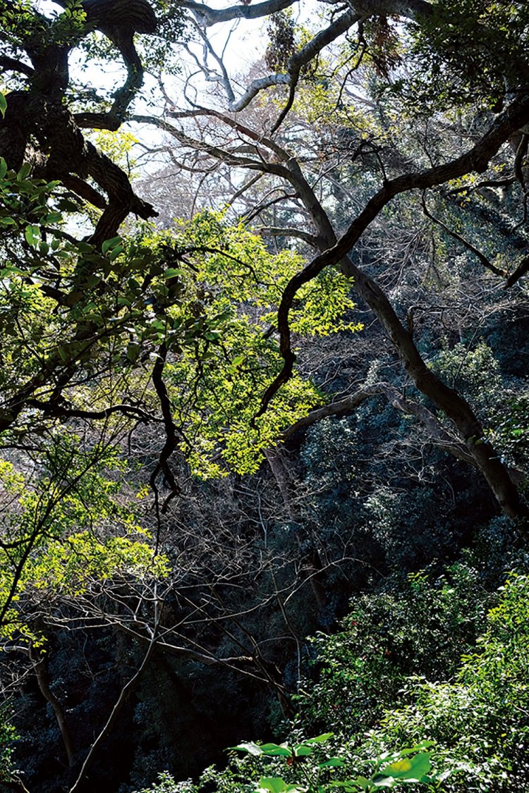 面積29haの高麗山県民の森。戦時中には北側、東側が伐採されたが、南側に江戸時代からの植生が残る。スダジイ、タブノキ、ケヤキなど広葉樹の森だ。