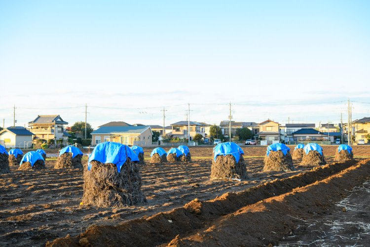 取材時の12月初旬、八街の畑には「ぼっち」がいっぱいだった。