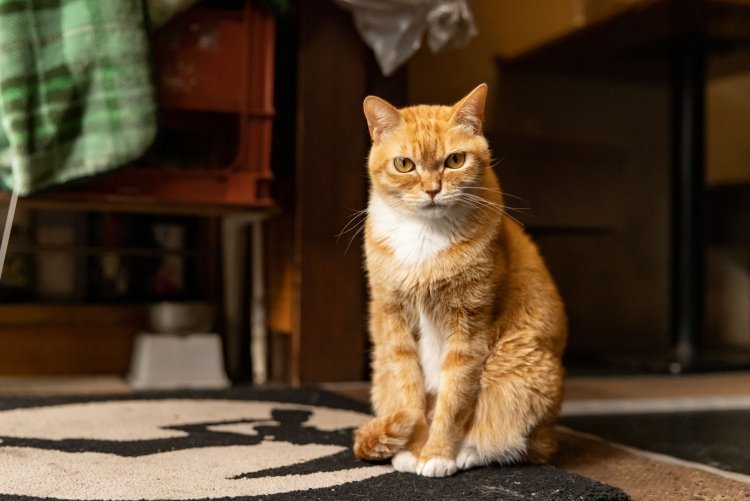 つい最近まで体調不良だったとは思えないほど毛艶のいいトムくん。しかも4本全ての足先と首回りが白く、まるでソックス+マフラーをしたような姿です。