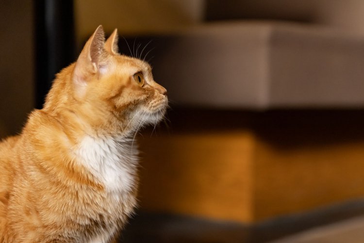 中村さんに出会えた事で救われたトムくん。横顔もすてきです。