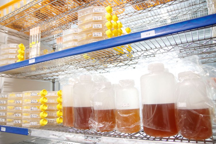 これが數岡先生の花酵母。