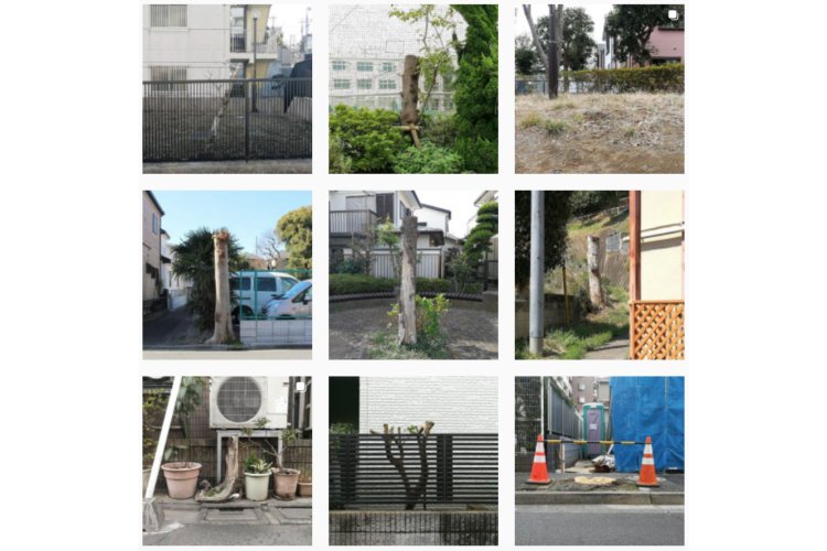 「切られた木」が並ぶ木村さんのインスタグラム。