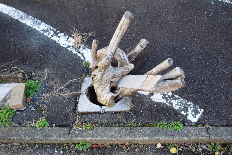 2011年にはじめて撮った「切られた木」。