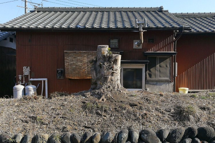 立派な幹が、かつては大木だったことを思わせる。