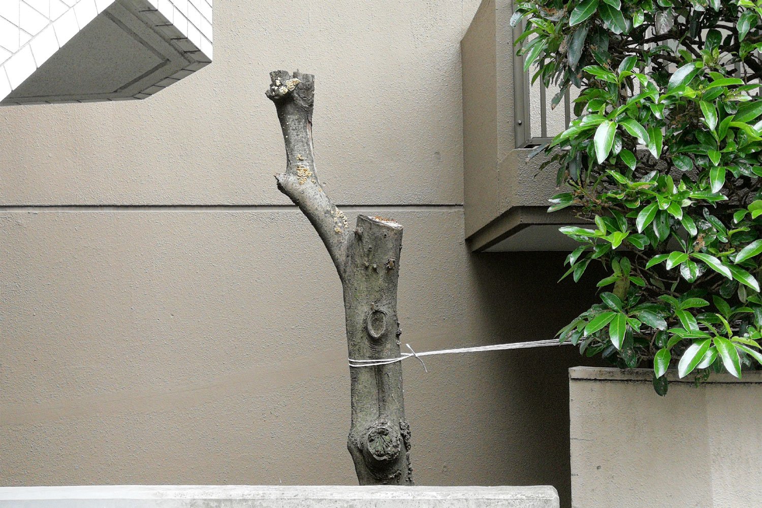 アーティスト・木村りべかさんが語る「切られた木」の世界