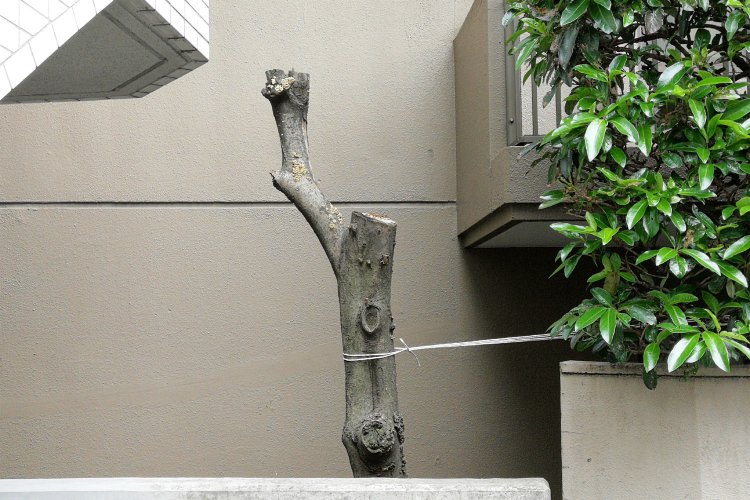 木にくくりつけられた紐。牽引が必要なほど、かつては葉が豊かに茂る木だったのだろうか。