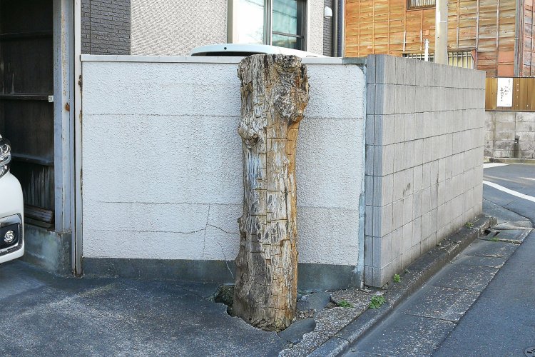 塀の高さに合わせて切られた木。