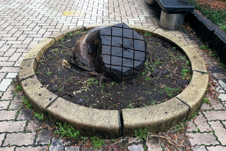 二度と育たないよう切断面に切り込みが入れられている。