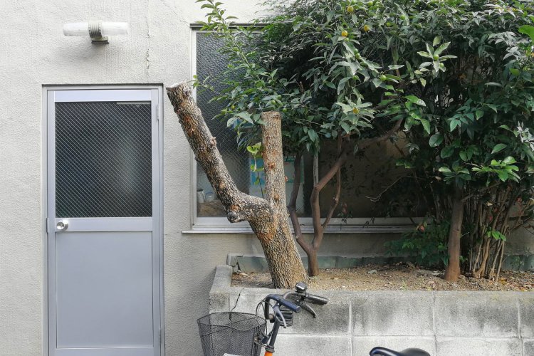 建物出入り口付近の、切られた木。