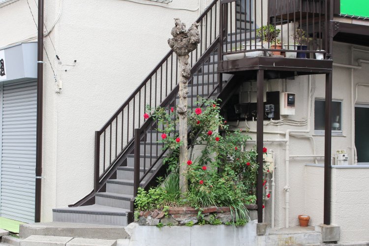 切られた木の周囲を真っ赤なバラが囲む。