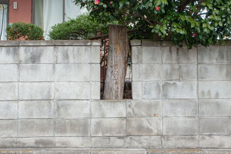 ブロック塀の切れ込みは、かつて木のために施したものだろうか。