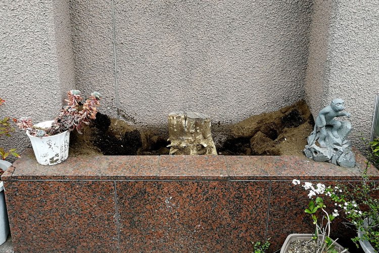 2020年3月7日、切られて掘り起こされた状態。