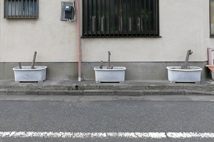 2019年6月4日は幹だけの状態だった。