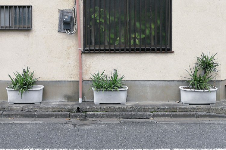 2020年10月12日、葉が茂っていた。