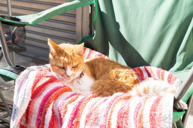 「私はタマ。漬物のお店で日向ぼっこしてるよ」。