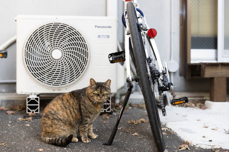 向島曳舟押上 ドンツキ2