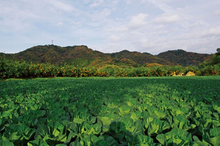 麓から見た二山。右端が三浦富士、左のアンテナが立つ山が砲台山になる。