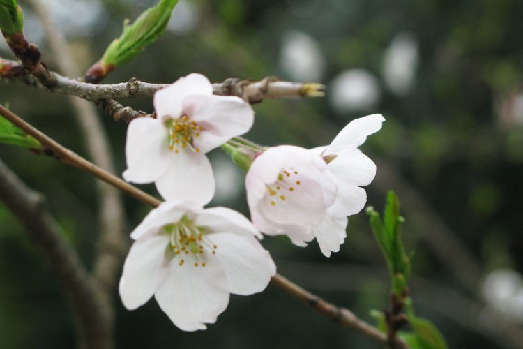 春だ！桜だ！お花見だ！