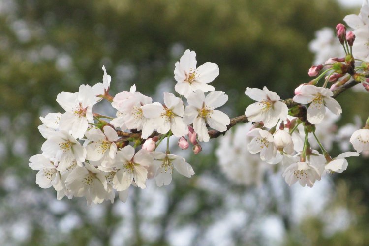 足利の街で過ごした4カ月間の新婚生活。ほんのりと楽しい、幸せな記憶