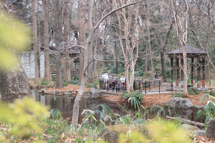 林試の森公園中央にある池。六角堂からは池で羽を休める水鳥の姿が見えた。