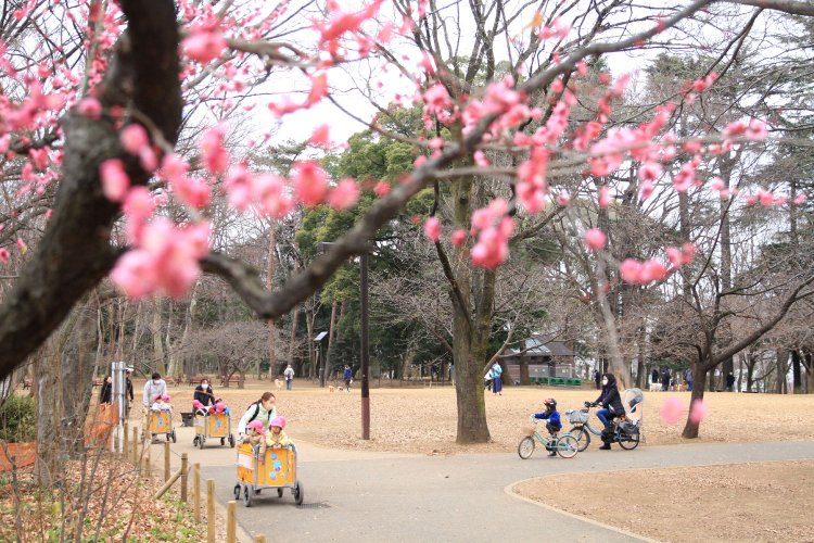 春の訪れを感じさせる、同園の芝生広場。