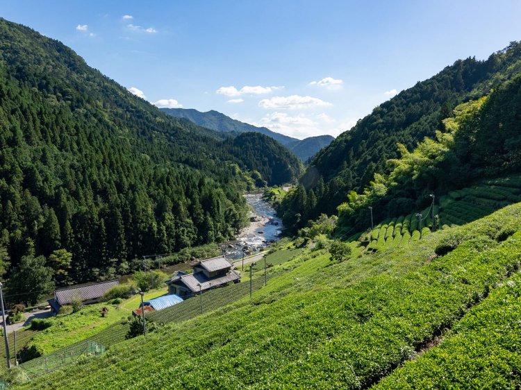 【Re:leaf Record】別キャリアから日本茶業界へ。だからこその感覚を大切に「美濃加茂茶舗」