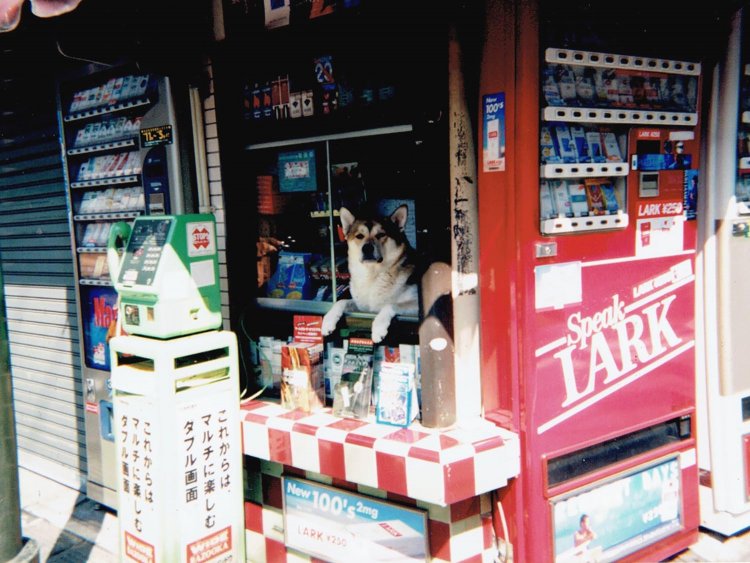 犬が店番をしているタバコ屋。2000年頃東長崎にて撮影。