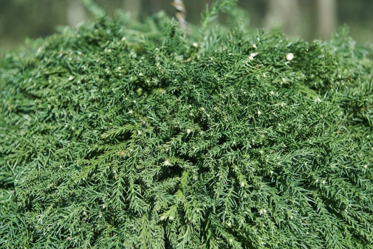 小さな白い枝を入れ込むとおしゃれな杉玉になる。