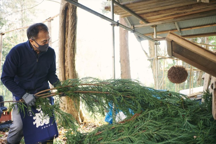 千葉市内の山から採ってきたばかりの青々とした杉の葉。育ちすぎた杉は枯れ葉が多くなるので10年モノぐらいがちょうどいいそう。