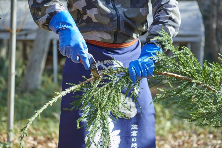 大枝に付いている小枝を植木用の剪定（せんてい）ばさみで切り出す。見栄えをよくするために枝分かれする節の部分は残してカット。
