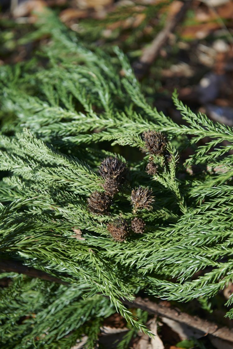 このような実が成っている杉の葉は使用しない。 