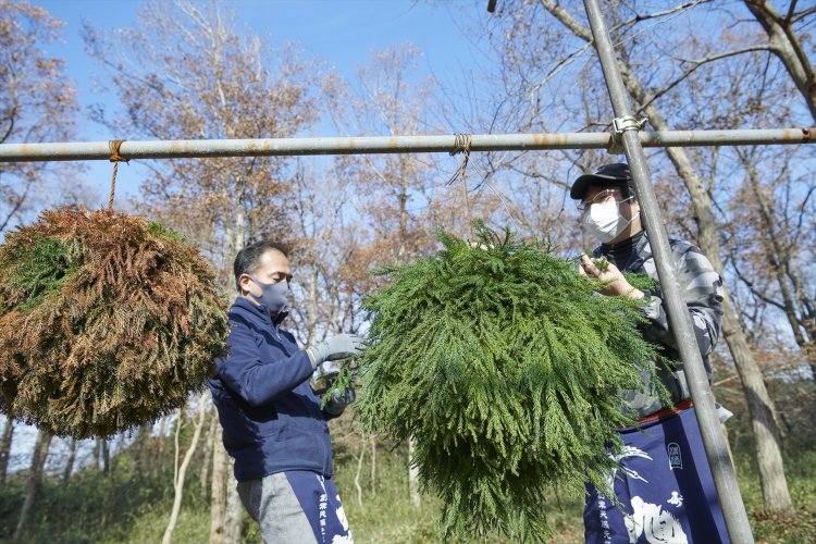 杉の葉を重ね終わったモサモサの状態。左の杉玉は山下さんが昨年作ったもの。枯れてしまったのでアクセントとして緑を足しました。