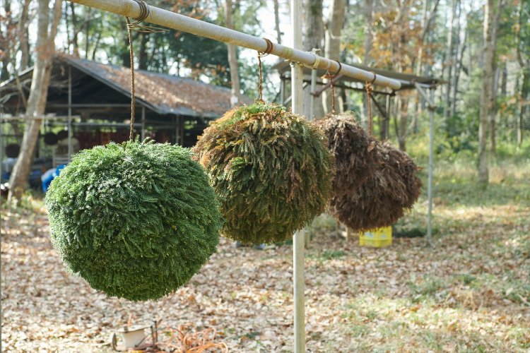 開始から約1時間、杉玉の完成です。最後に気になっていたハミ出し部分を切らせてもら った。感無量。皆さん、新酒できましたよー。